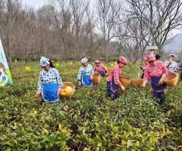 【项目一线】“田间工坊”兴乡野 精细服务助农兴