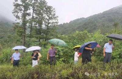 省中药材专家为木子店镇中药材产业高质量发展“把脉开方”
