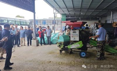 省玉米产业技术体系2025年现场观摩与总结会在麻城召开