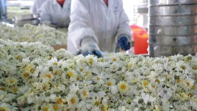 科技赋能“小菊花” 铸就麻城“大产业”