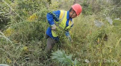 麻城城管：清除“加拿大一枝黄花” 守护生态安全