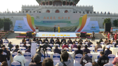 麻城福白菊品牌价值突破72亿元