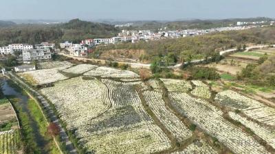 麻城成功入选湖北全域国土综合整治第二批十大优秀案例