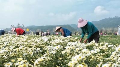 “福白菊2号”田间地头采摘忙