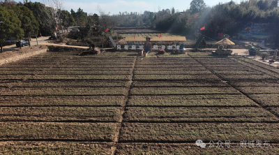 杉洼村稻香咖啡香两相宜