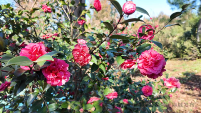 茶梅竞放引客来 冬日赏景正当时