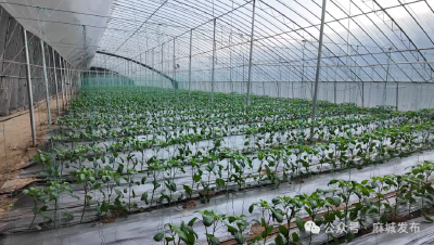 林家下塆村：红绿融合绘新卷 和美乡村入画来