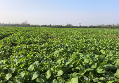 农技服务到田间 “把脉问诊”助增收