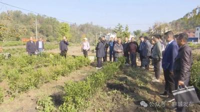 “鄂茶一号”良种良法为麻城茶产业注入新动能