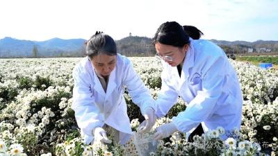 菊花质量普查为菊花产业高质量升级提供坚实的技术支撑