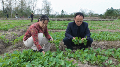 聚焦油菜生产关键期  五项技术措施保丰产