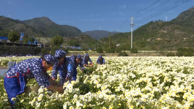 麻城福白菊荣登2025年首批地标名品推荐目录