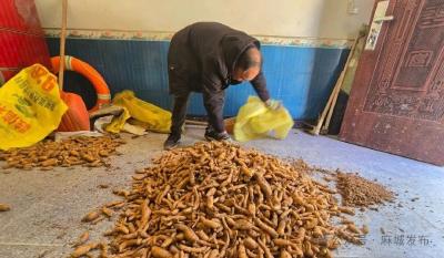 药材种植铺就乡村振兴路