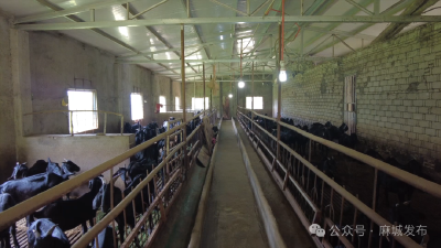 麻城黑山羊入选《国家级畜禽遗传资源保护名录》