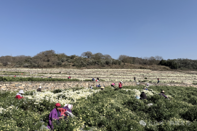千年白菊开 云端销路来