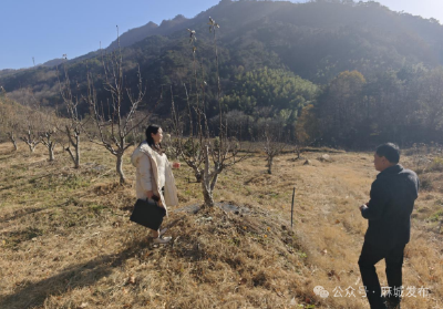 审计“体检”护航果园建设 精准服务助力农民增收