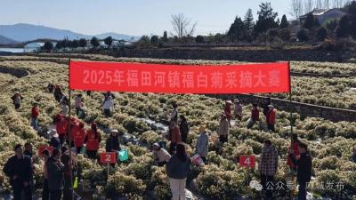 福田河镇举办福白菊采摘技能大赛