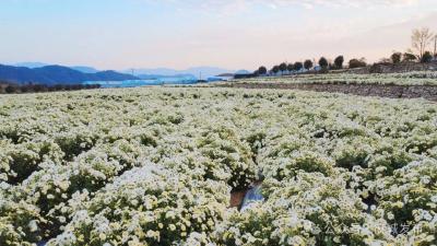 菊香漫山 产业生金