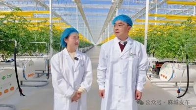 【支点建设书记（局长）访谈】⑬以“国企之力”服务麻城发展大局——专访市信安国融发展集团有限公司党委书记、董事长邓礼兵