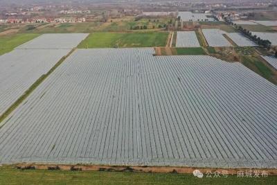 铁门岗乡：三村合作 “蔬”写富民产业美好“钱”景