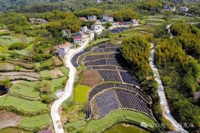 一片叶子“接二连三”涨价的背后：传统产业也催生新质生产力 