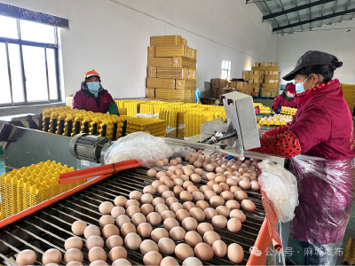 麻城：“一只鸡”孵出“一条链” 