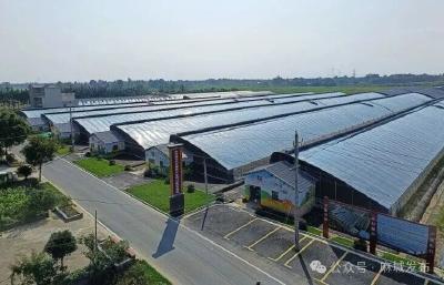 沃野“椒”响曲——宋埠蔬菜产业现代化跃迁记