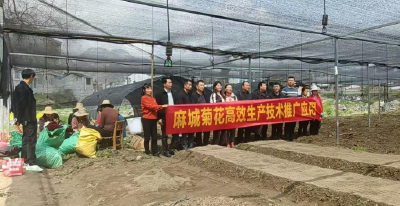 张家畈镇举办菊花种植技术培训 助力产业振兴