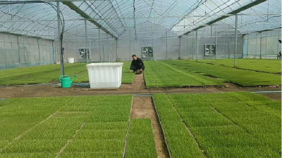 张家畈镇：优质水稻订单生产 开启助农新模式