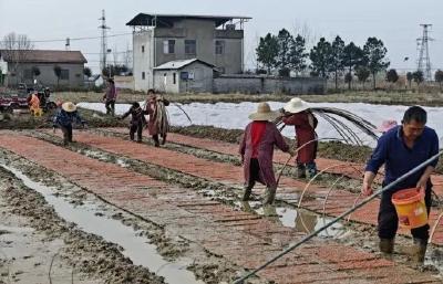 麻城：“旱改水”改出新“稻”路  村集体收入破二百万