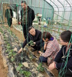 省农科院专家送技下乡 科技赋能宋埠蔬菜产业