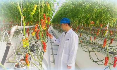 “数字番茄”让“麻城味道”走向全国——看麻城信安绿港数字农业产业园如何“科技种田”