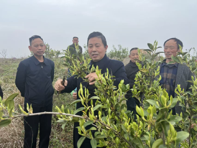 歧亭镇开展油茶栽培技术培训 赋能产业提质增效