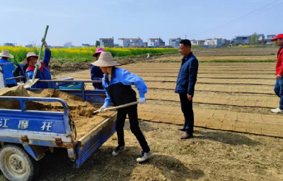 中馆驿镇：抢抓“十五五”开局春耕 下好粮油丰收“先手棋”