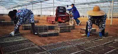 机械化育秧提效能 春耕备耕跑出“加速度”