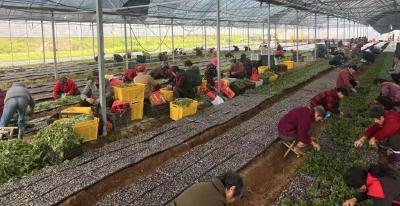 福田河镇：春光正好育菊苗 良种繁育铺就振兴路