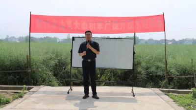 麻城推进油菜大面积单产提升工作经验在黄冈交流