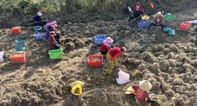 药香溢顺河 本草兴乡村