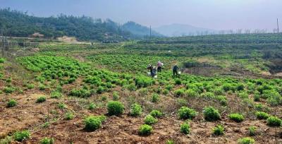 旧园蝶变兴产业 菊果共生稳增收