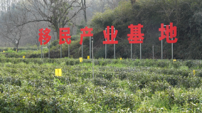 龟山春茶价稳销路畅