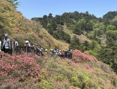 直播引爆春天！3.3万网友“云赏”麻城龟峰山杜鹃花海