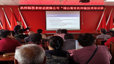 福田河镇：村企联动 “福白菊”铺就乡村振兴“黄金路”