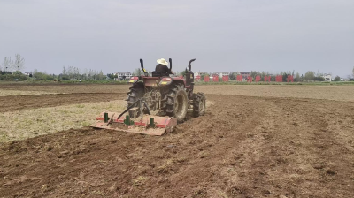 夫子河镇：订单农业育新机 红薯产业兴乡村