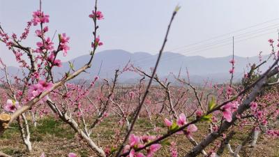 洋坪镇：桃花映红致富路