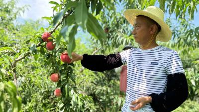 洋坪镇：鲜桃“甜蜜”上市 