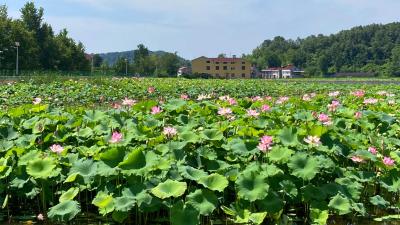 洋坪镇：夏日荷花映日开，乡村美景入画来