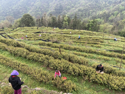 洋坪镇：春暖茶飘香，采摘正当时