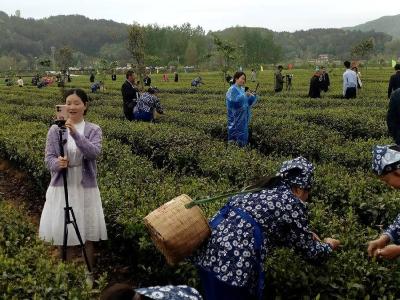 春茶采摘正当时 茶园直播促振兴