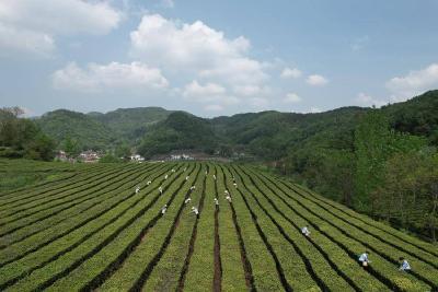 旧县镇：老枝发新芽 茶香飘万家