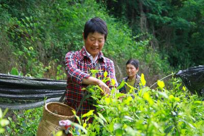 熏风送清香 夏茶采摘忙